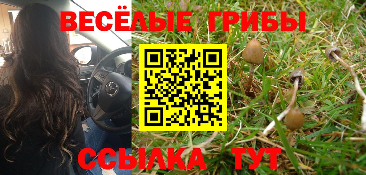 Миасс  цена   Вход с VPN  Псилоцибиновые грибы Psilocybe 